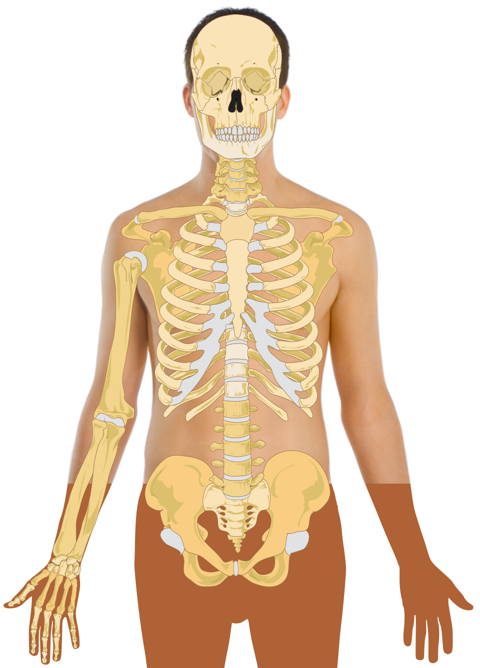 Postural and musculoskeletal fitness