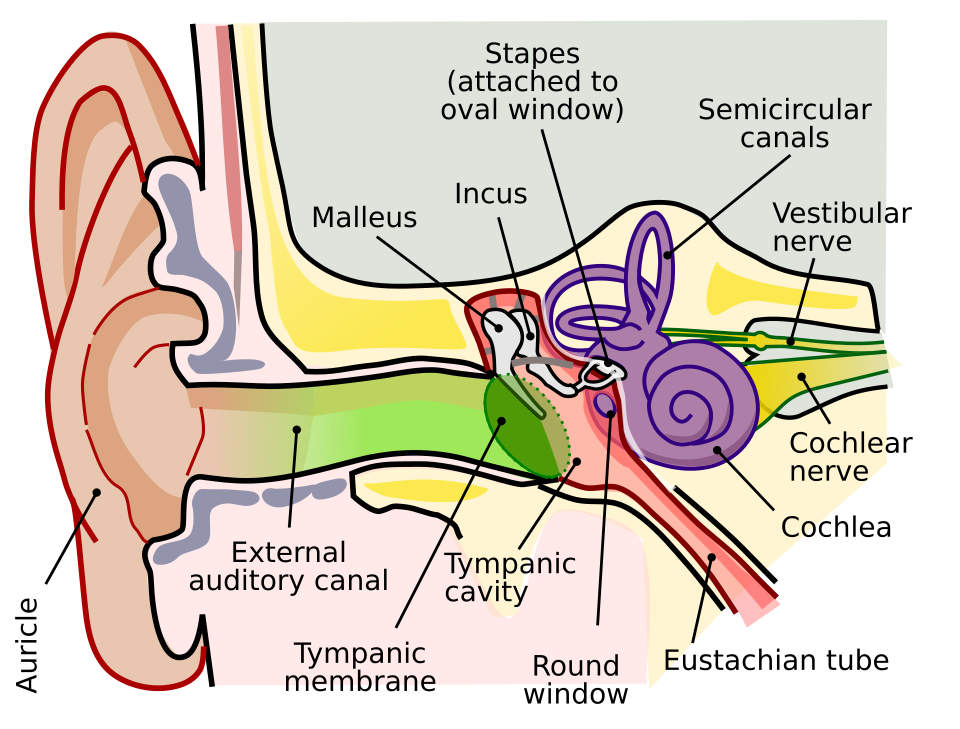 Deafness clinical reference photography